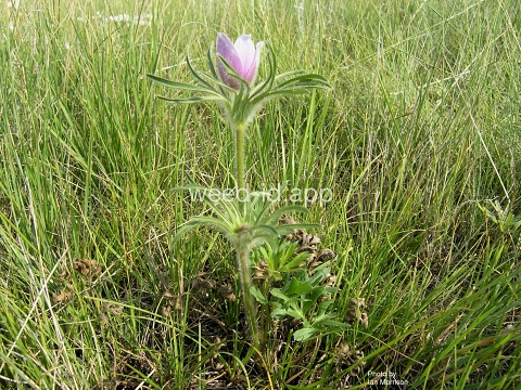 pasque-flower